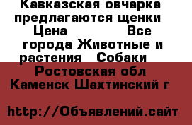 Кавказская овчарка -предлагаются щенки › Цена ­ 20 000 - Все города Животные и растения » Собаки   . Ростовская обл.,Каменск-Шахтинский г.